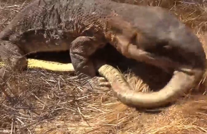 CLIP: Vừa săn được 2 con chuột lang, rắn hổ mang chúa đã lập tức biến thành miếng mồi ngon của thằn lằn