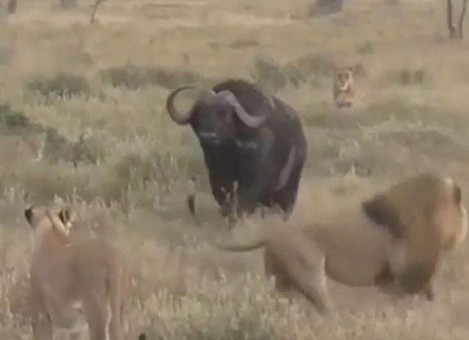 CLIP: Đi săn trâu rừng, đàn sư tử nhận cái kết bẽ mặt