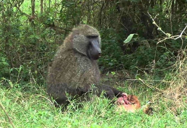 CLIP: Vừa chào đời, linh dương kém may mắn đã bị khỉ đầu chó hạ sát