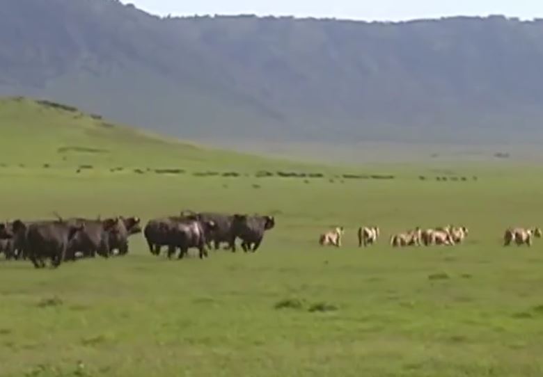 CLIP: Đụng độ đàn trâu rừng, bầy sư tử bị đuổi cho 'chạy té khói'