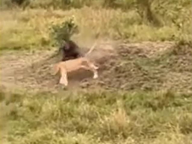 CLIP: Sư tử chạy trối chết khi bị khỉ đầu chó truy sát