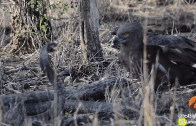 CLIP: Đi săn rắn hổ mang, đại bàng gặp ngay đối thủ 'cứng đầu' và cái kết