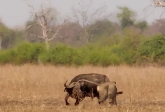 CLIP: Bị 3 con sư tử tóm được, trâu rừng vẫn tạo ra kỳ tích khó tin