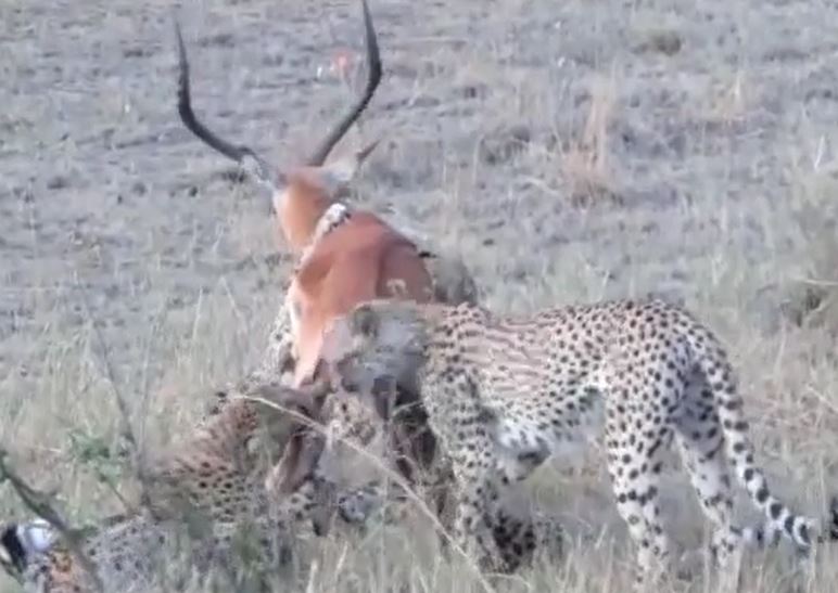 CLIP: Linh dương nỗ lực vùng vẫy khi bị 4 con báo săn truy sát và cái kết dễ hiểu