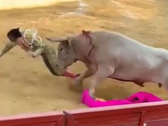 CLIP: Bò tót nổi điên húc tung võ sĩ đấu bò lên không trung và cái kết