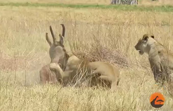 CLIP: Bị 2 con sư tử quật ngã, linh dưỡng vẫn vùng dậy chống trả và nhận kết cục dễ đoán