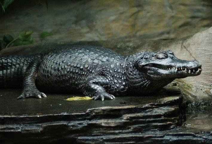 Cá sấu đen Caiman – 'Sát thủ khát máu' bậc nhất rừng rậm Amazon