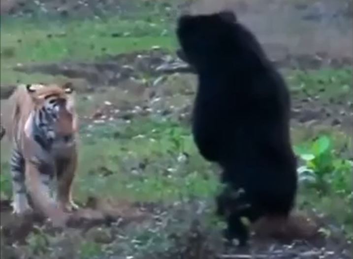 CLIP: Đụng độ gấu đen, hổ làm ra hành động đáng xấu hổ