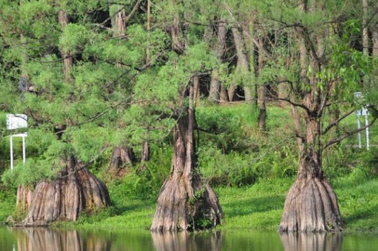 Đây là loại gỗ cực kỳ quý hiếm của Việt Nam: Có tên nằm trong Sách Đỏ, giá 250 triệu đồng/m3
