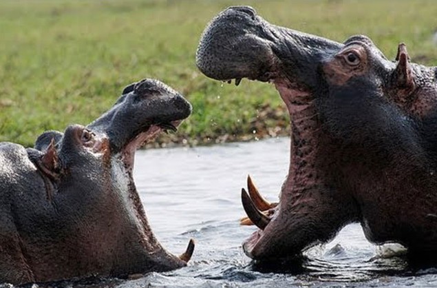 CLIP: Cuộc hỗn chiến dữ dội giữa những con hà mã trong mùa khô hạn