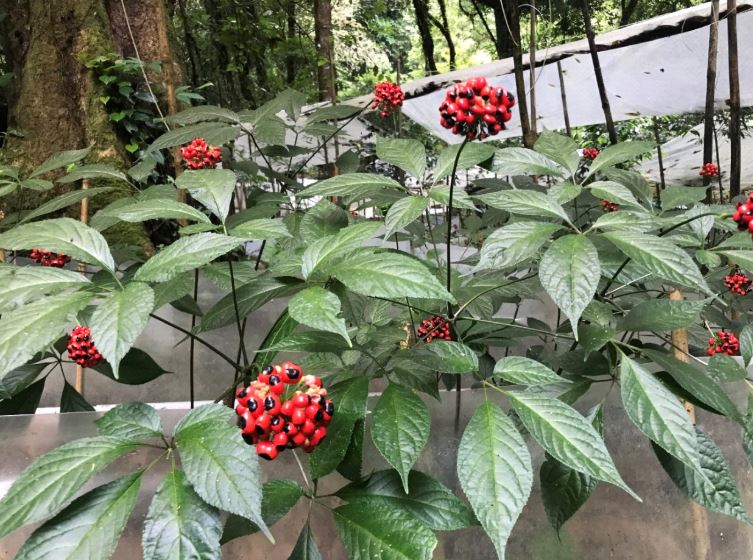 Sâm Ngọc Linh – Quốc bảo giữa đại ngàn Trường Sơn