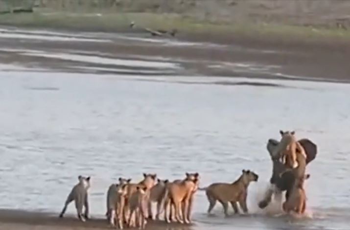 CLIP: Bị đàn sư tử cắn xé, voi vẫn tạo nên kỳ tích