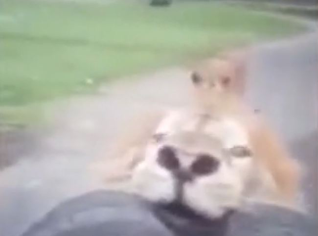 CLIP: Sư tử nổi cơn thịnh nộ, tấn công xe của du khách và cái kết