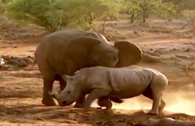 CLIP: Cuộc đối đầu nảy lửa giữa voi và đàn tê giác, ai mới là kẻ thống trị?