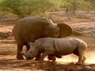 CLIP: Cuộc đối đầu nảy lửa giữa voi và đàn tê giác, ai mới là kẻ thống trị?