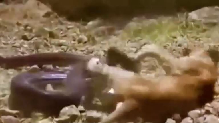 CLIP: Đụng độ trăn đá châu Phi, sư tử nhận cái kết thê thảm