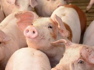 Giá heo hơi hôm nay 23/4: Miền Bắc điều chỉnh giảm nhẹ, miền Nam duy trì đà tăng