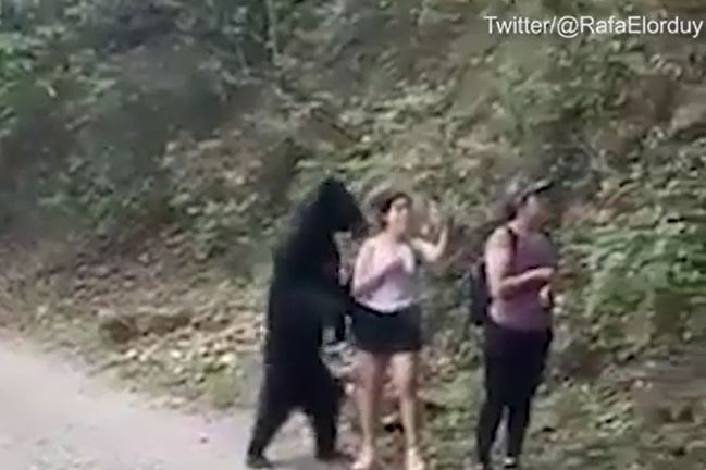 CLIP: Đi dạo vô tình đụng độ gấu đen, người phụ nữ làm ra hành động gây 'sốc'