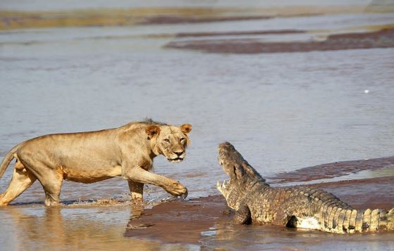 CLIP: Cuộc ác chiến nảy lửa giữa cá sấu và bầy sư tử trên dòng sông cạn