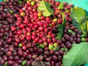 Giá nông sản ngày 23/4: Cà phê hạ nhẹ, hồ tiêu giữ vững đỉnh giá