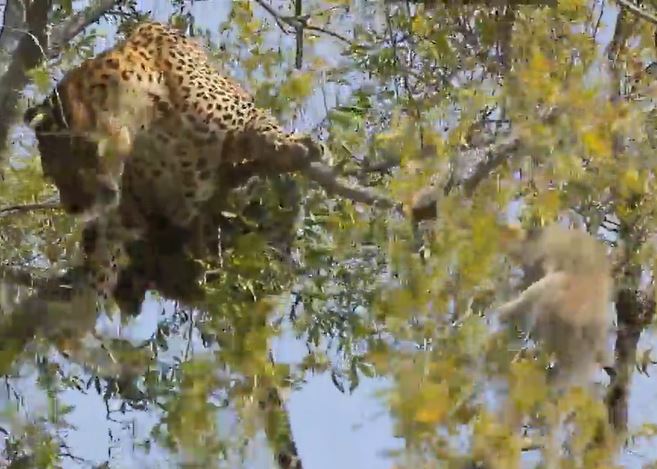 CLIP: Trèo cây bắt khỉ, báo đốm nhận cái kết đáng quên