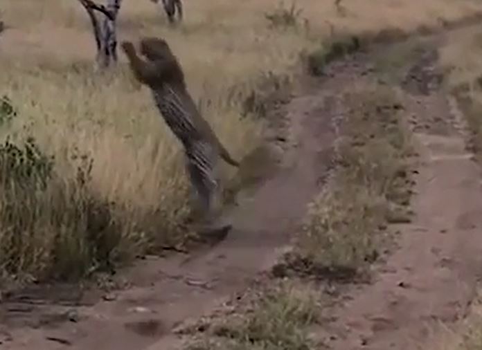 CLIP: Báo đốm phi thân, tóm gọn chim trong tích tắc