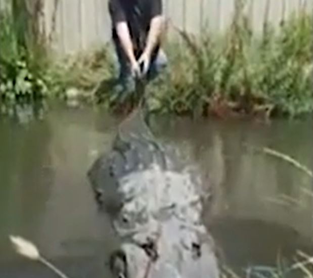 CLIP: Liều lĩnh kéo đuôi cá sấu khổng lồ, người đàn ông suýt phải bỏ mạng