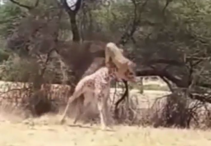 CLIP: Sư tử phi thân, hạ gục hươu cao cổ trong tích tắc