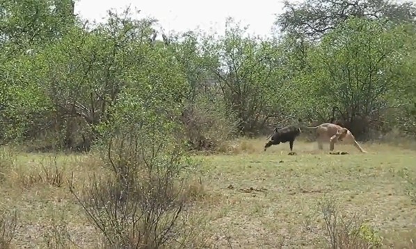 CLIP: Khỉ đầu chó liều mình phản công, khiến sư tử tháo chạy trong hoảng loạn