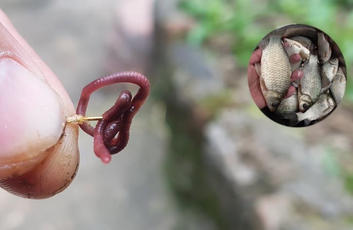 Giun sống trên cạn, cá bơi dưới nước: Tại sao lại là cặp đôi hoàn hảo?