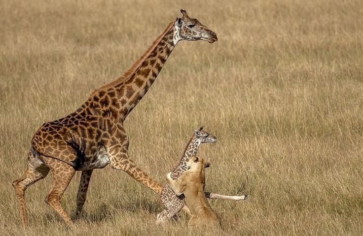 CLIP: Vừa chào đời, hươu cao cổ con đã bị bầy sư tử hạ sát dã man