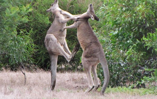 CLIP: Màn đấu võ đỉnh cao của hai chú chuột túi