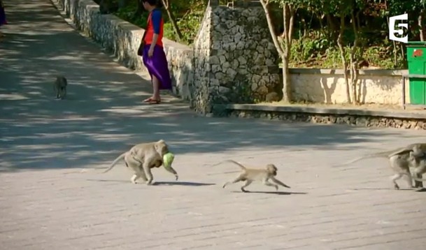 CLIP: Khỉ “đạo chích” chôm đồ như nghề, đòi quà mới trả lại