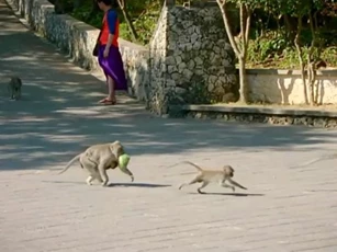 CLIP: Khỉ “đạo chích” chôm đồ như nghề, đòi quà mới trả lại
