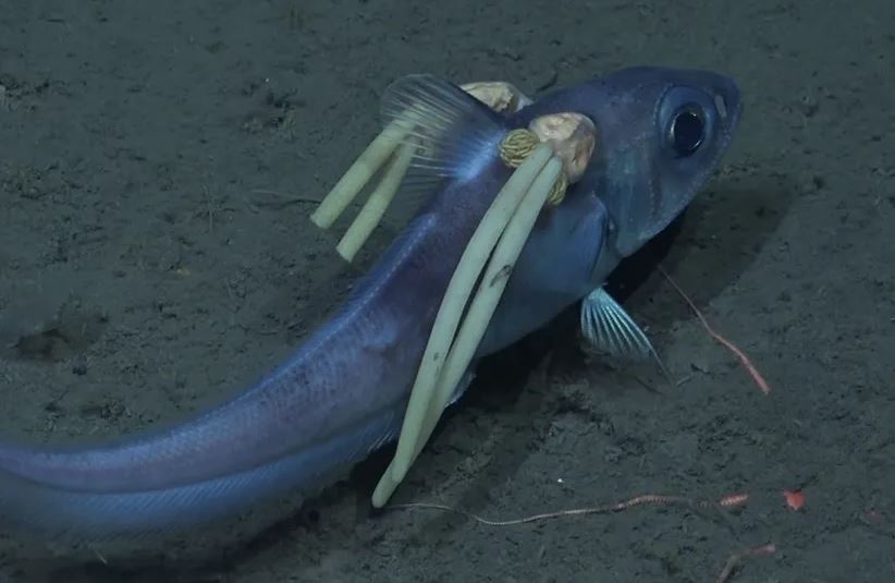 Kinh hoàng sinh vật ký sinh "đuôi heo" tấn công cá biển sâu gần Nam Cực