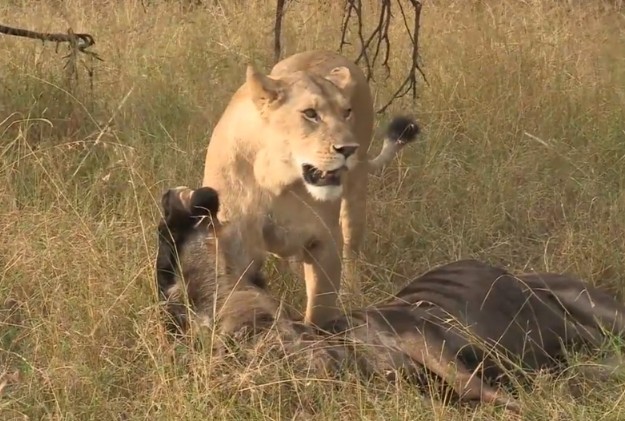 CLIP: Chiến thuật mai phục tinh tế, sư tử bắt gọn linh dương đầu bò dễ dàng