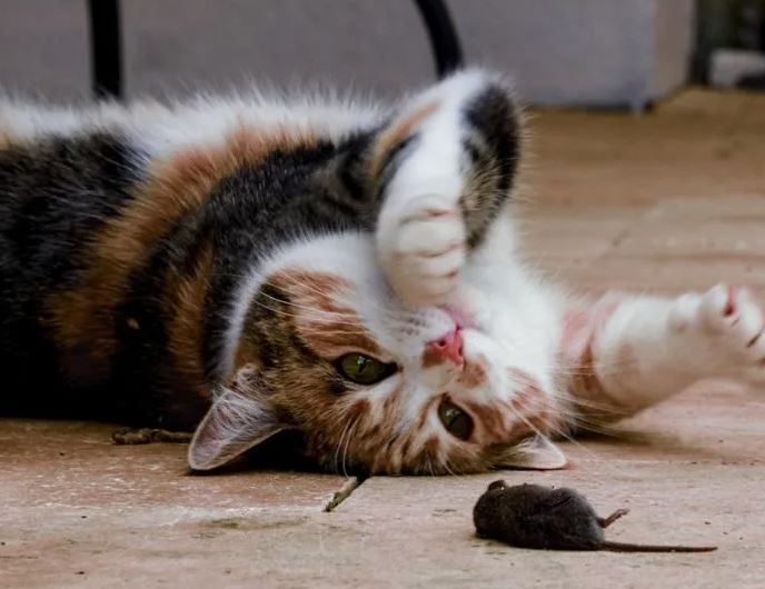 Mèo – Kẻ thù truyền kiếp của chuột: Bản năng săn mồi và văn hóa độc đáo