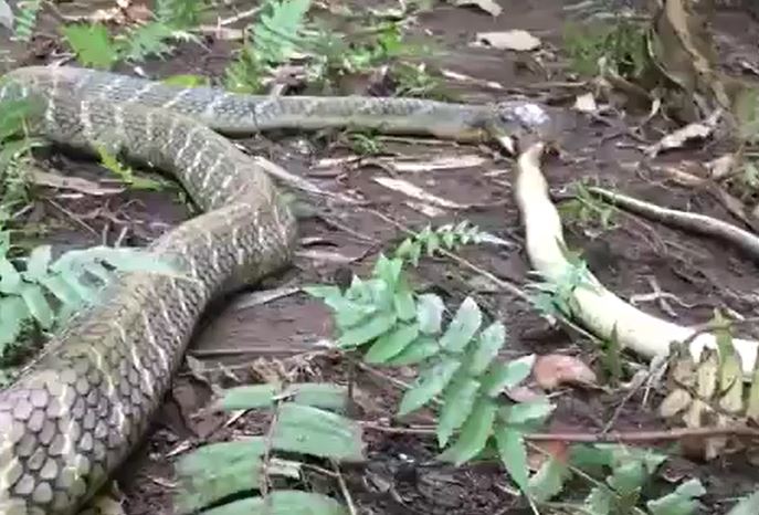 CLIP: Vội vã lao vào tấn công hổ mang chúa, rắn hổ mang Java bị đối thủ hạ gục trong tích tắc