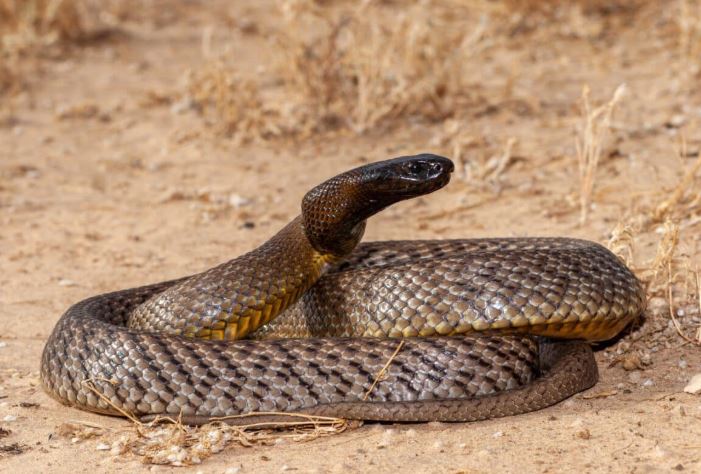 Khám phá loài rắn độc nhất hành tinh: Một cú cắn đủ giết 100 người, nhưng lại nhút nhát đến khó tin