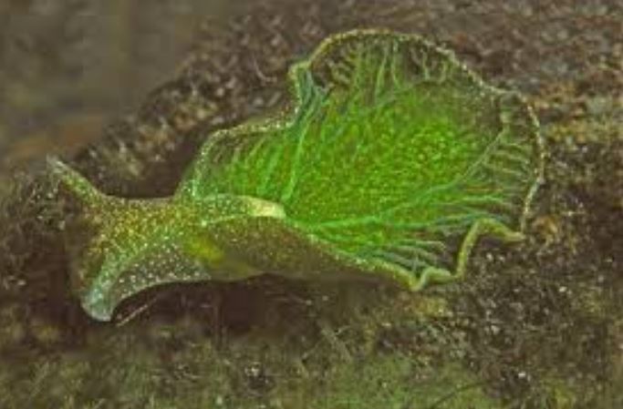 Loài động vật duy nhất trên Trái đất có thể “ăn ánh sáng mặt trời” như thực vật