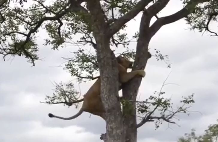 CLIP: Bị đàn linh cẩu truy sát, sư tử sợ hãi trốn lên cây nhưng sau đó chúa tể đồng cỏ lại làm ra hành động khiến kẻ thù khiếp vía