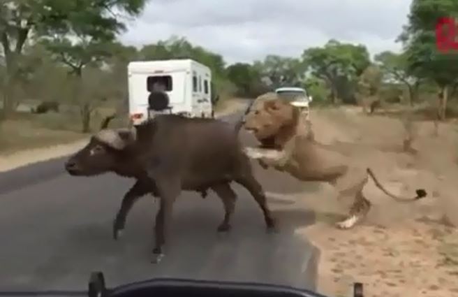 CLIP: Bị truy sát, trâu rừng bỗng nhiên quay lại thách thức 'lãnh chúa đồng cỏ' và phải nhận cái kết thê thảm