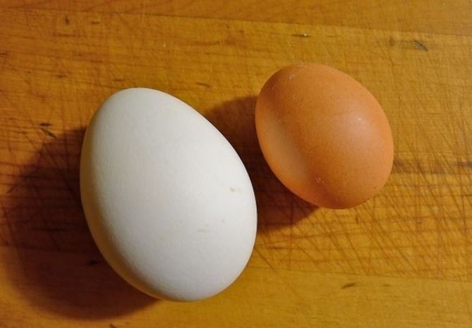 Trứng gà hay trứng vịt: Loại nào tốt cho sức khỏe hơn?