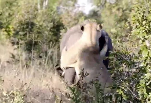 CLIP: Liều mạng đi săn voi, sư tử nhận bài học nhớ đời