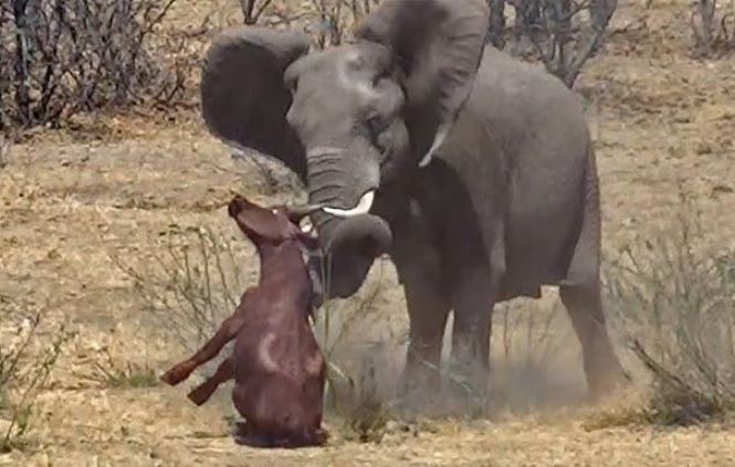 CLIP: Trâu rừng chết thảm khi bị voi tấn công dã man