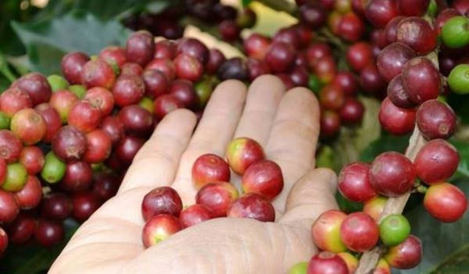 Giá nông sản hôm nay 24/4: Cà phê giảm nhẹ, hồ tiêu tiếp tục duy trì mức cao