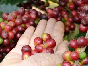 Giá nông sản hôm nay 24/4: Cà phê giảm nhẹ, hồ tiêu tiếp tục duy trì mức cao