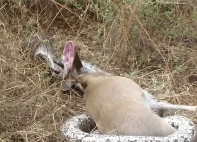 CLIP: Tham lam nu&#x1ED1;t linh d&#x1B0;&#x1A1;ng, tr&#x103;n &#x111;&#xE1; b&#x1ECB; s&#x1EEB;ng con m&#x1ED3;i &#x111;&#xE2;m th&#x1EE7;ng h&#x1ECD;ng