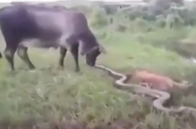 CLIP: Thấy bê bị trăn siết chết, bò mẹ nổi điên liên tục dẫm đạp loài bò sát để trả thù cho con