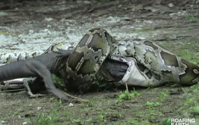 CLIP: Đụng độ trăn Miến Điện khổng lồ, sát thủ đầm lầy bị kẻ thù nuốt trọn
